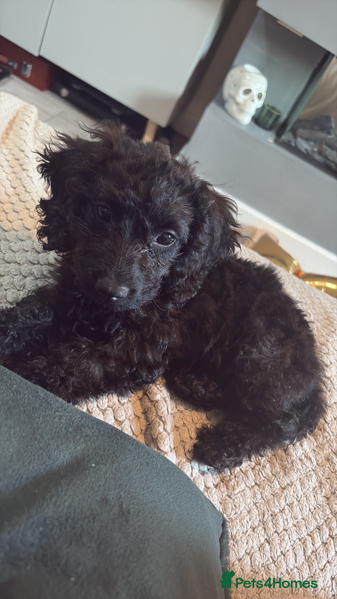 Mixed Breed dogs for sale: Beautiful little girl for sale  - Image 5