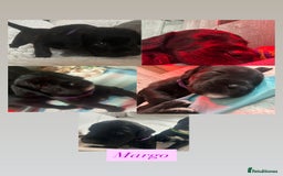 Mixed Breed dogs for sale:  Boxer-Doodle - Image 5