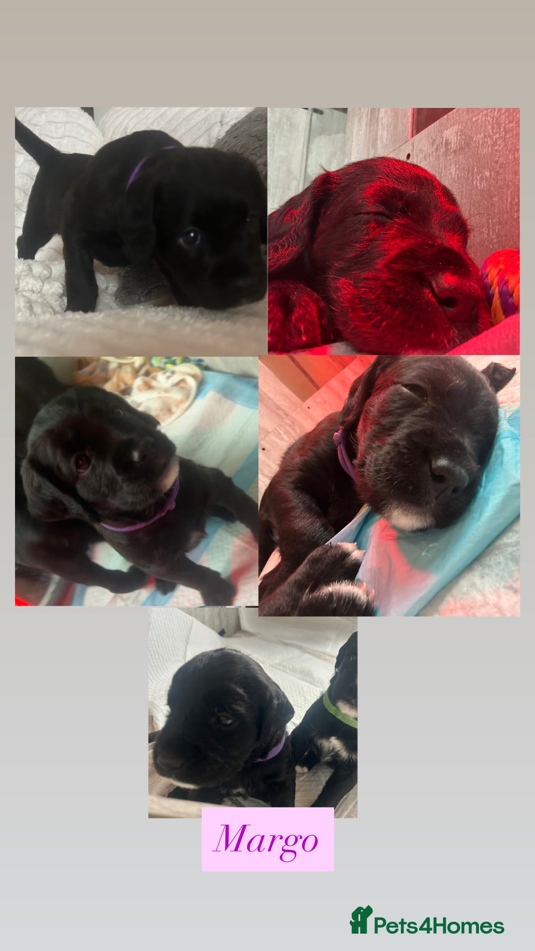 Mixed Breed dogs for sale:  Boxer-Doodle - Image 5