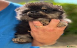 Pomeranian dogs for sale: 3 Little Girls Looking for Love! - Image 23