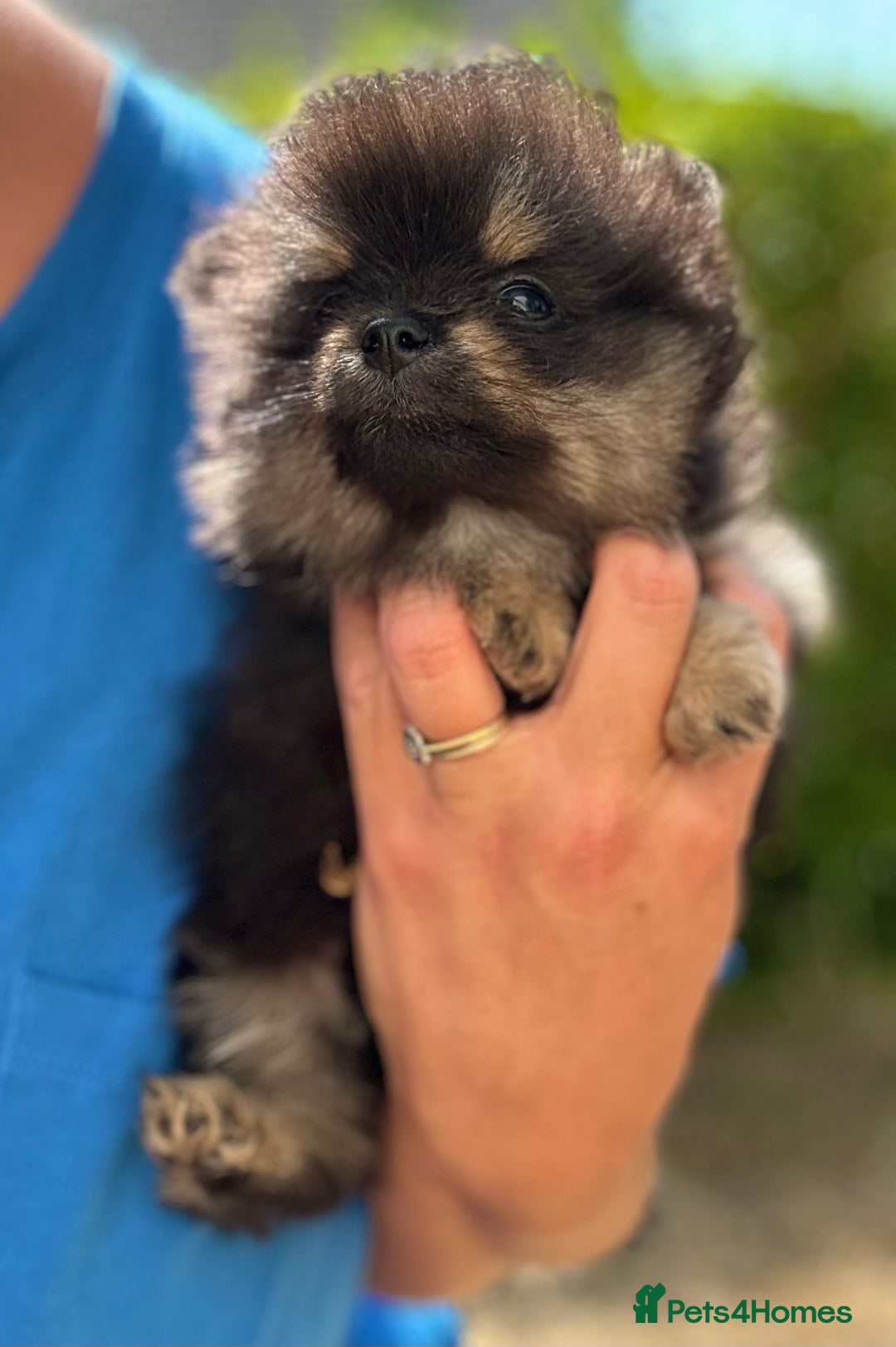 Pomeranian dogs for sale: 3 Little Girls Looking for Love! - Image 23