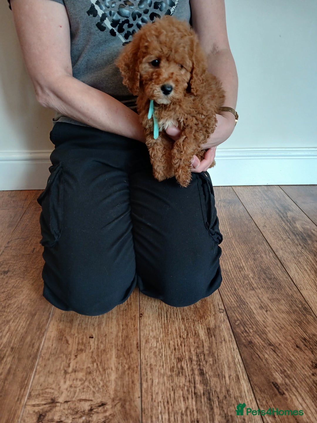 Cockapoo dogs for sale: Cockapoo puppies  - Advert 5