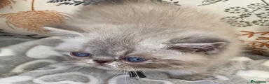 Exotic Kitten 1