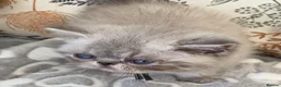 Exotic cats for sale: GCCF Registered Colour Point Kittens £950 - Advert 7