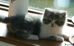 Exotic cats for sale: Beautiful Exotic Pedigree Kittens - Image 25