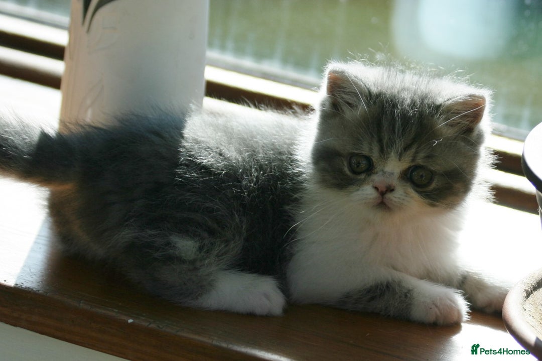 Exotic cats for sale: Beautiful Exotic Pedigree Kittens - Image 25