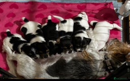 Mixed Breed dogs for sale: 6 Jack Russell x Yorkshire Terrier Puppies  - Image 1