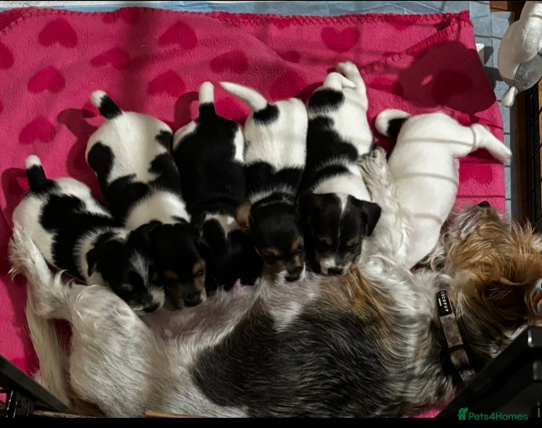 Mixed Breed dogs for sale: 6 Jack Russell x Yorkshire Terrier Puppies  - Image 1