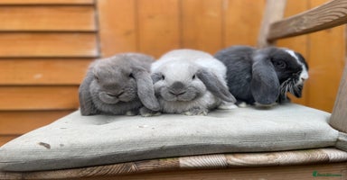 Mini Lop rabbits - Advert 13