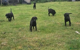 Labrador Retriever dogs for sale: Gorgeous black lab pups - Image 5