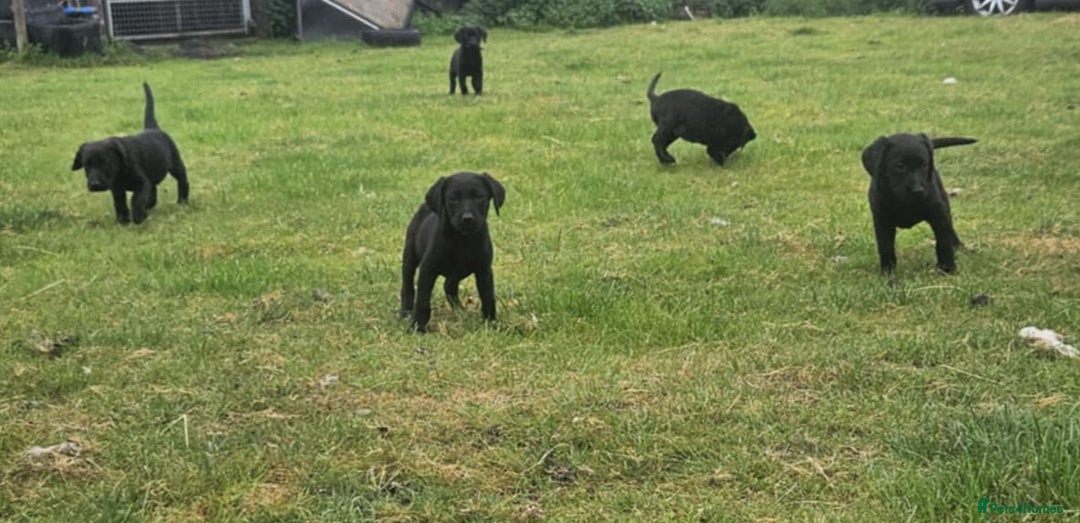 Labrador Retriever dogs for sale: Gorgeous black lab pups - Image 5
