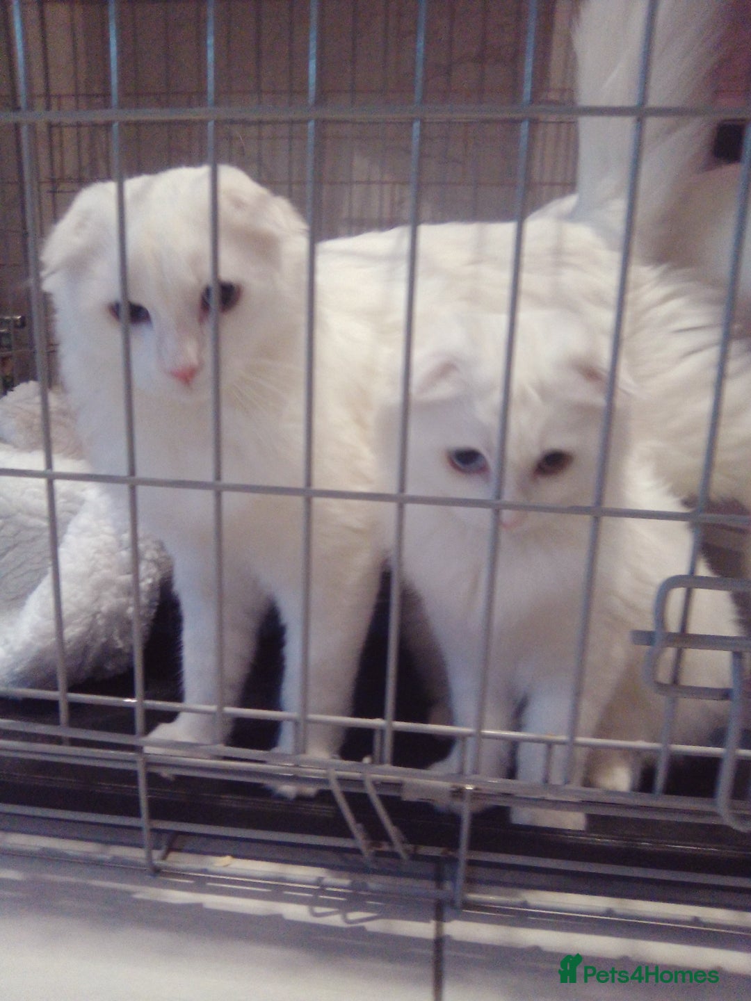 Scottish Fold cats for sale: ready now for there forever homes - Advert 19