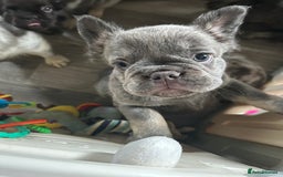 French Bulldog dogs for sale: 🐾Ready now 🔥Fluffy French bulldogs🔥🐾 in Rotherham - Image 7