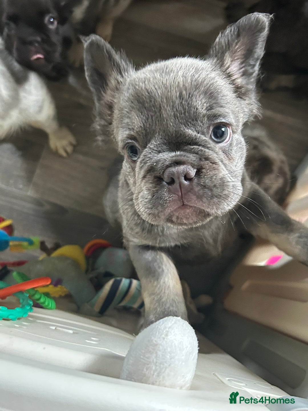 French Bulldog dogs for sale: 🐾Ready now 🔥Fluffy French bulldogs🔥🐾 in Rotherham - Image 7
