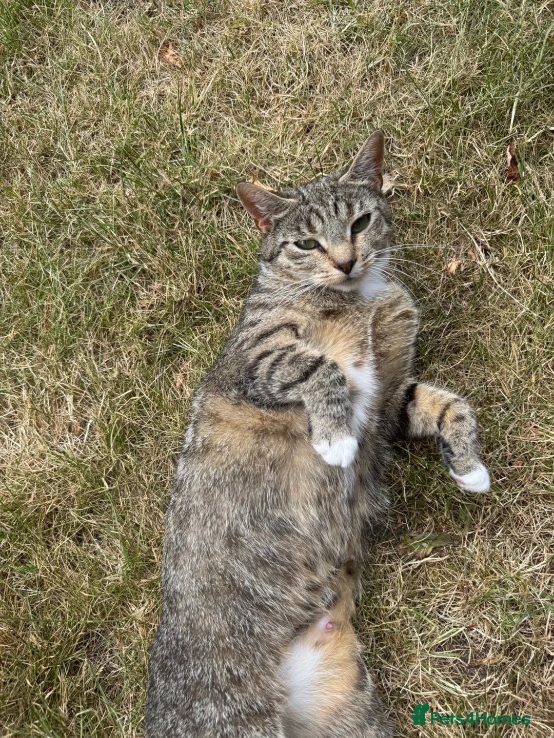 Mixed Breed cats for sale: 2 female cats aegan & tuxedo - Advert 4