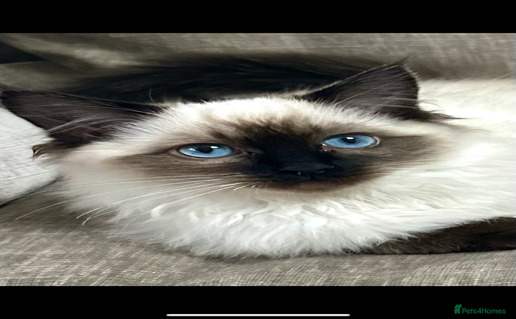 Ragdoll cats - Advert 13