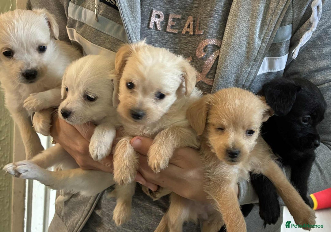 Chipoo dogs for sale: Chihuahua cross poodle puppies  - Image 7
