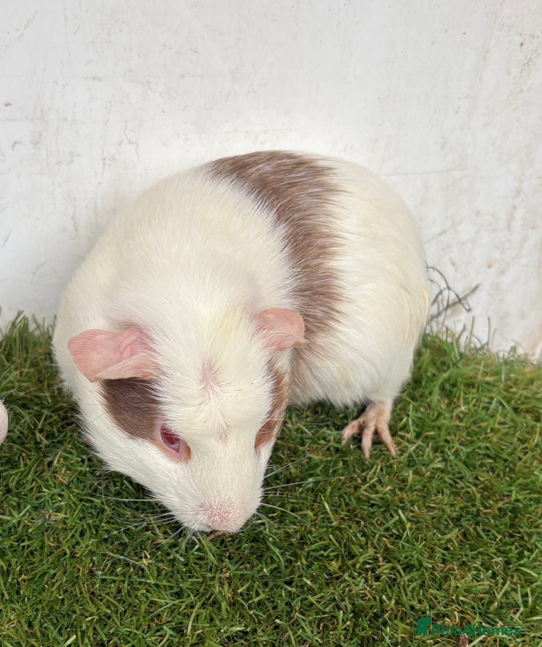 Guinea Pig rodents for sale: Very calm, friendly Guinea pig girls ready now  - Image 11