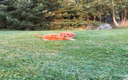 Golden Retriever dogs for sale: KC reg Golden Retriever puppies  - Image 9