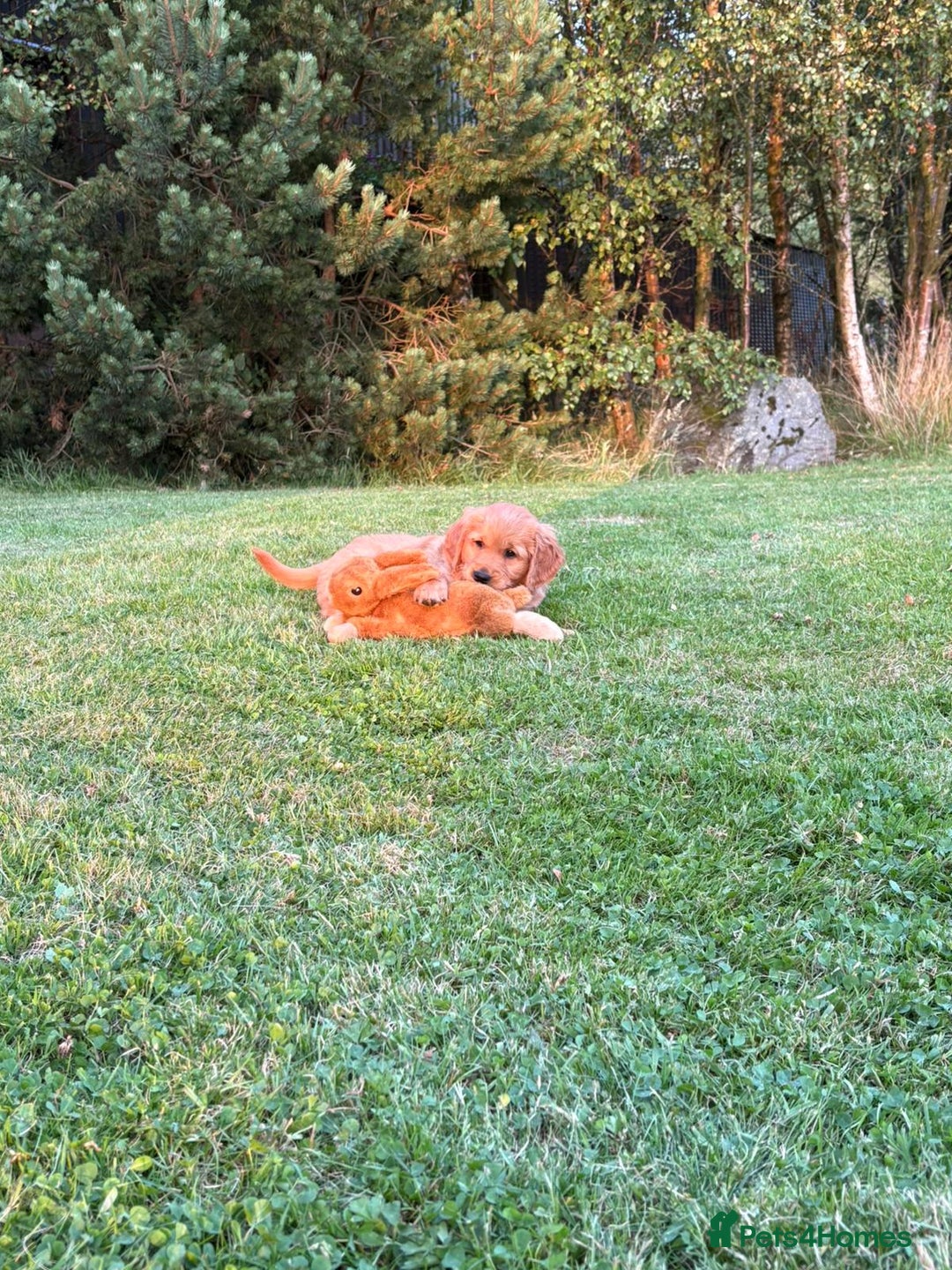 Golden Retriever dogs for sale: KC reg Golden Retriever puppies  - Image 9