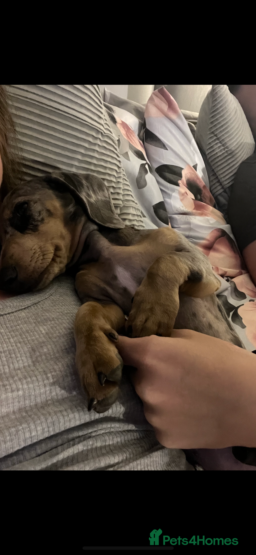 Miniature Dachshund dogs for sale: Mabel the miniature dachshund - Image 4