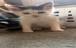British Shorthair cats for sale: 1 male and 1 female kitten - Image 2