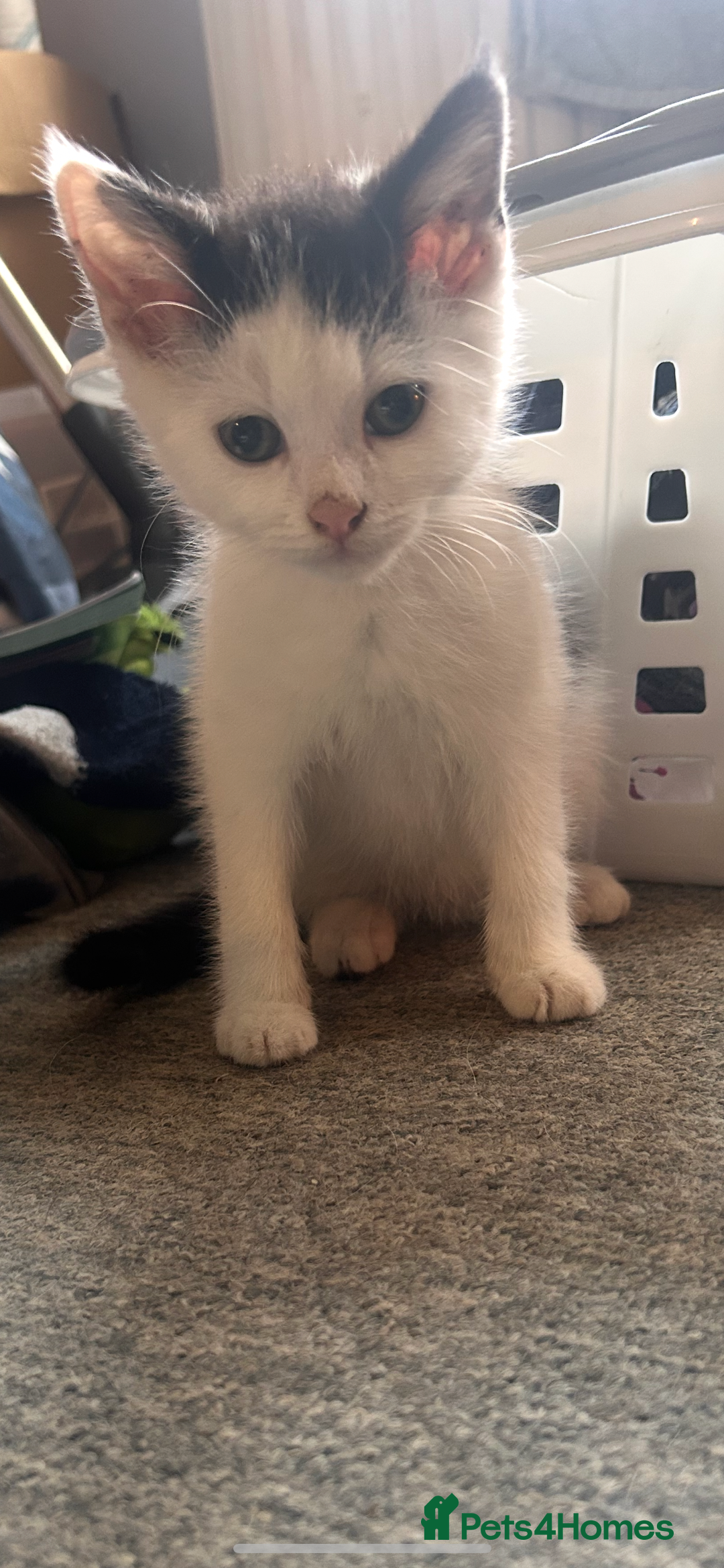 British Shorthair cats for sale: 1 male and 1 female kitten - Image 2