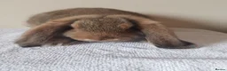 German Lop rabbits for sale: Baby buck rabbits - Advert 5
