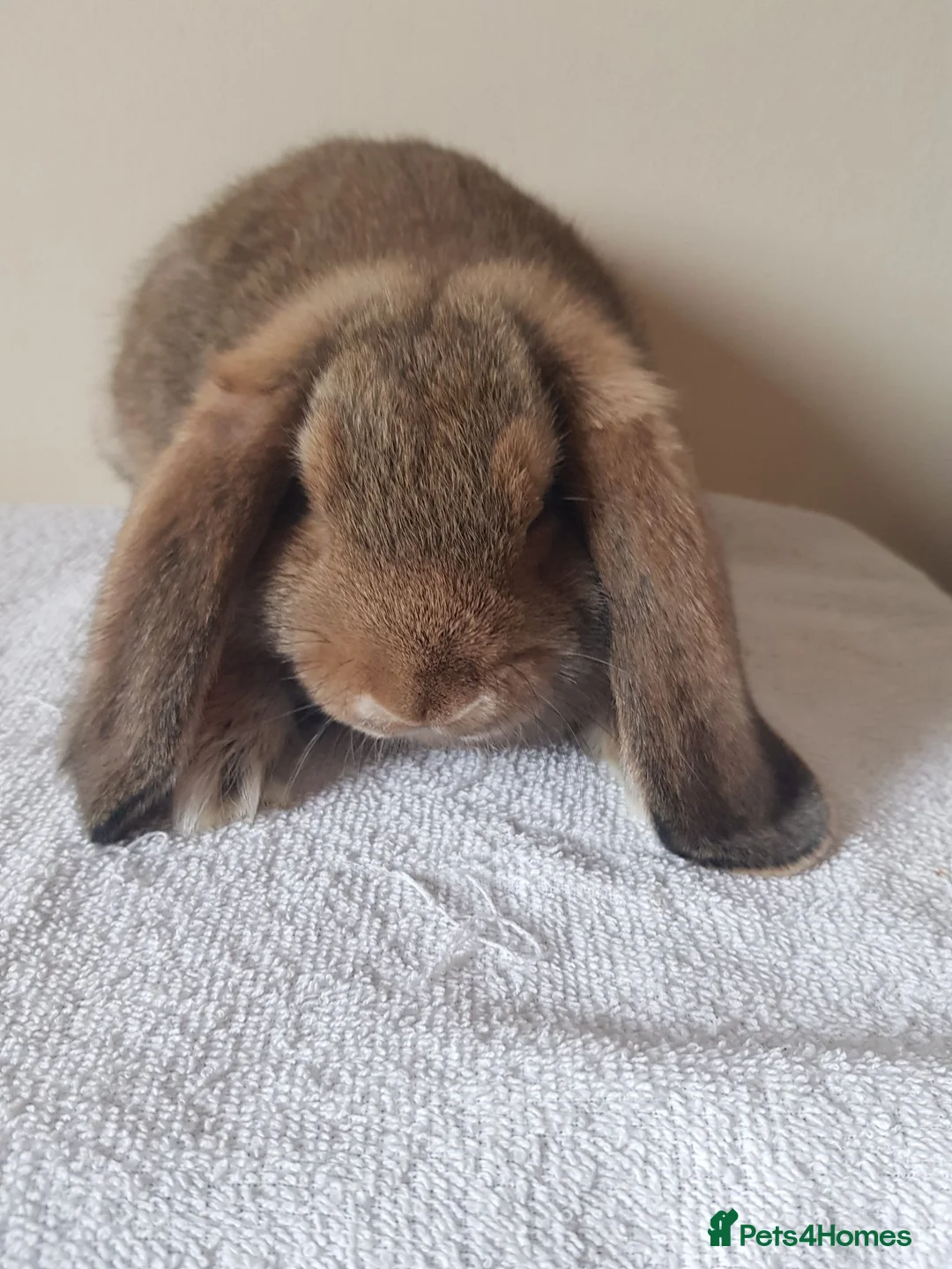 German Lop rabbits for sale: Baby buck rabbits - Advert 5