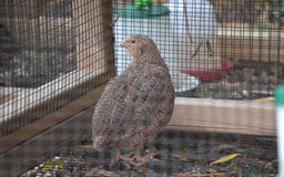 Quail poultry for sale: 3 Coturnix Quail - 1x Female, 2x Male - Advert 5