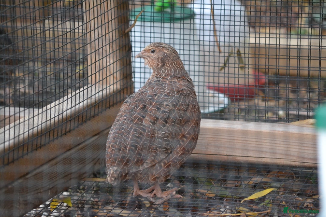 Quail poultry for sale: 3 Coturnix Quail - 1x Female, 2x Male - Advert 5