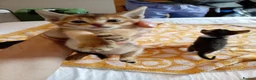 Abyssinian cats for sale: Abyssinian X (Abyssinian X) - Advert 21