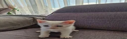Turkish Angora cats for sale: Beautiful, Healthy-looking Turkish Angora kitten! in Slough - Advert 6
