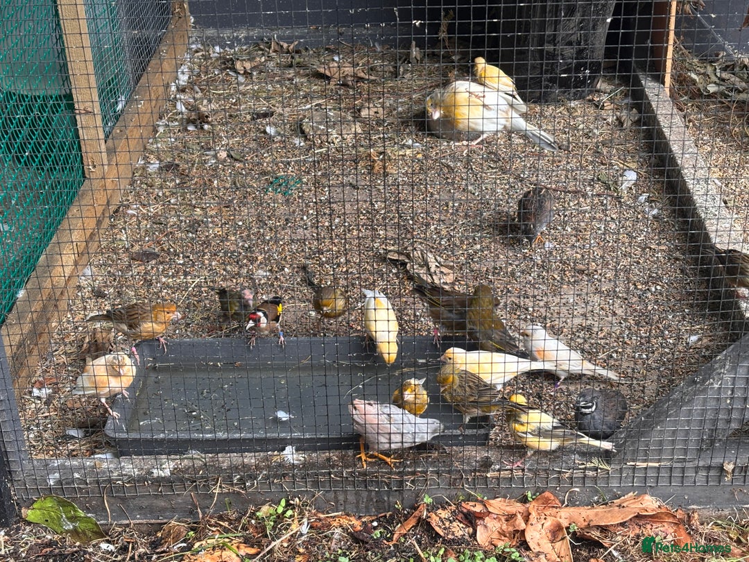 Canaries birds for sale: Canary/goldfinches/greenfinches  - Image 6