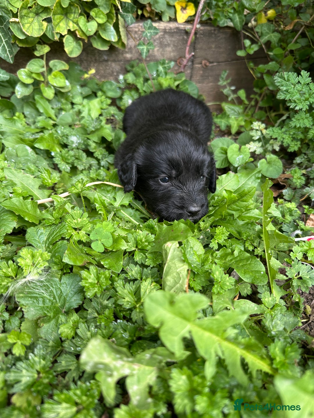 Mixed Breed dogs for sale: Naturally reared pups - Image 17
