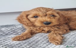 Cockapoo dogs for sale: Red and apricot F1 Cockapoo puppies  - Image 13