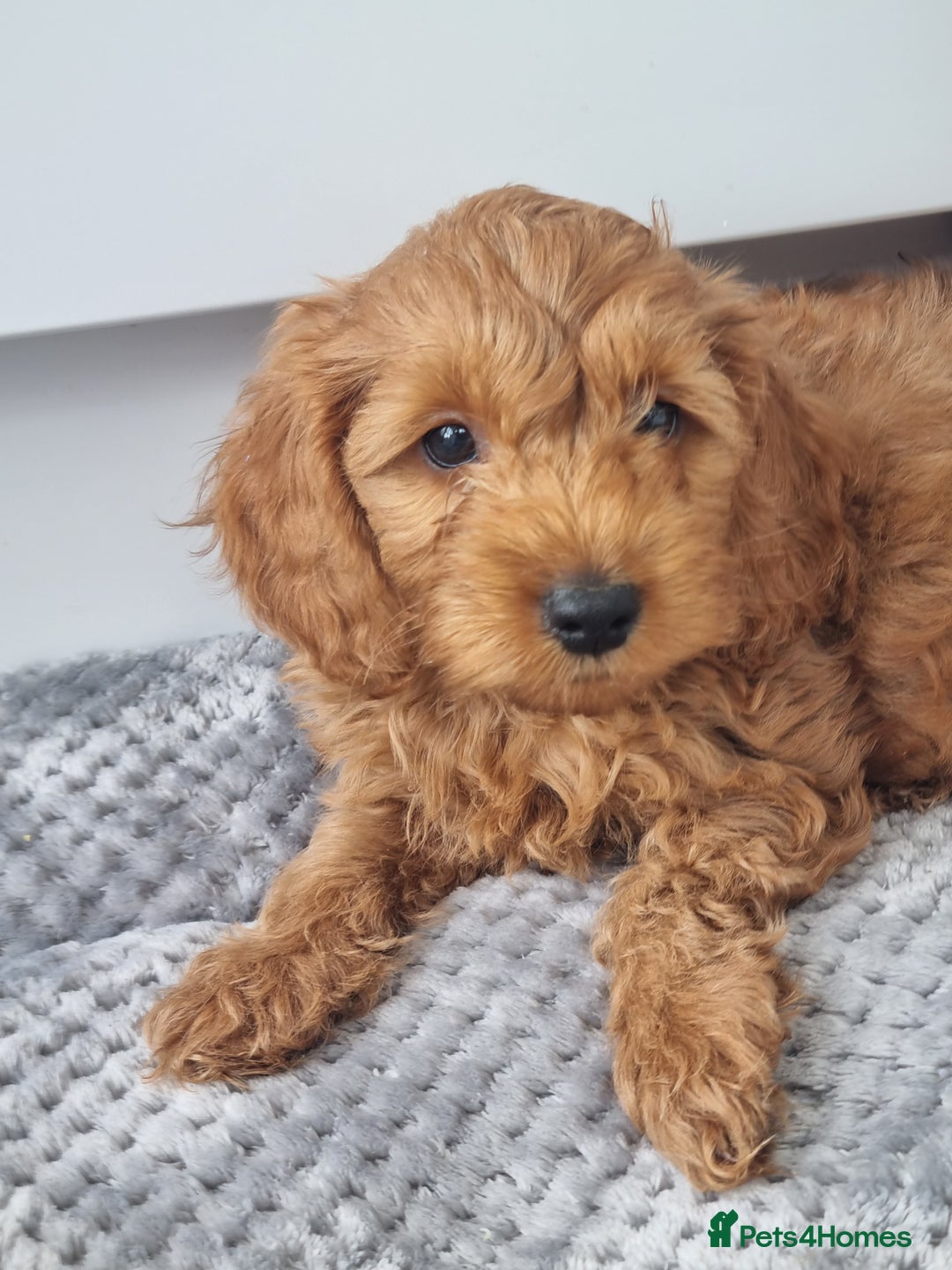 Cockapoo dogs for sale: Red and apricot F1 Cockapoo puppies  - Image 13
