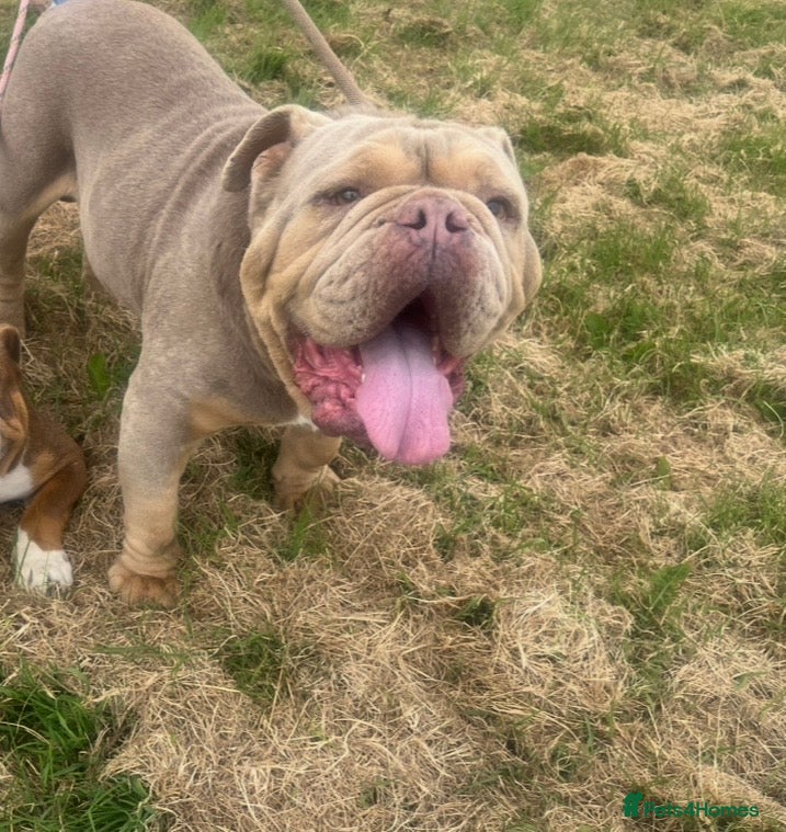 English Bulldog dogs for sale: Kruger the English bulldog - Advert 3