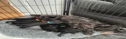 Miniature Schnauzer dogs for sale: Beautiful Black Miniature Schnauzer Puppies - Advert 15