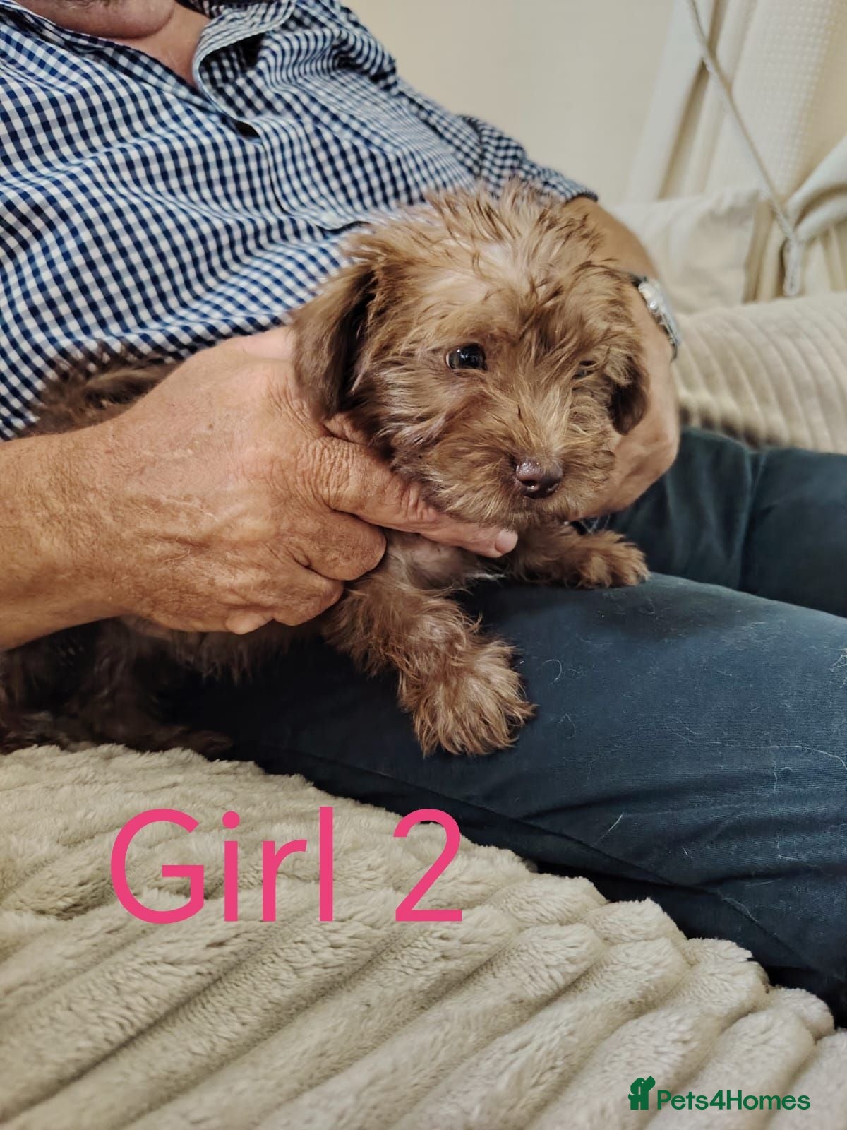 Norfolk Terrier dogs Norfolk Terrier Puppies  - Advert 1