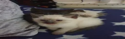 Siamese cats for sale: Siamese/ Ghost tabby  - Advert 10