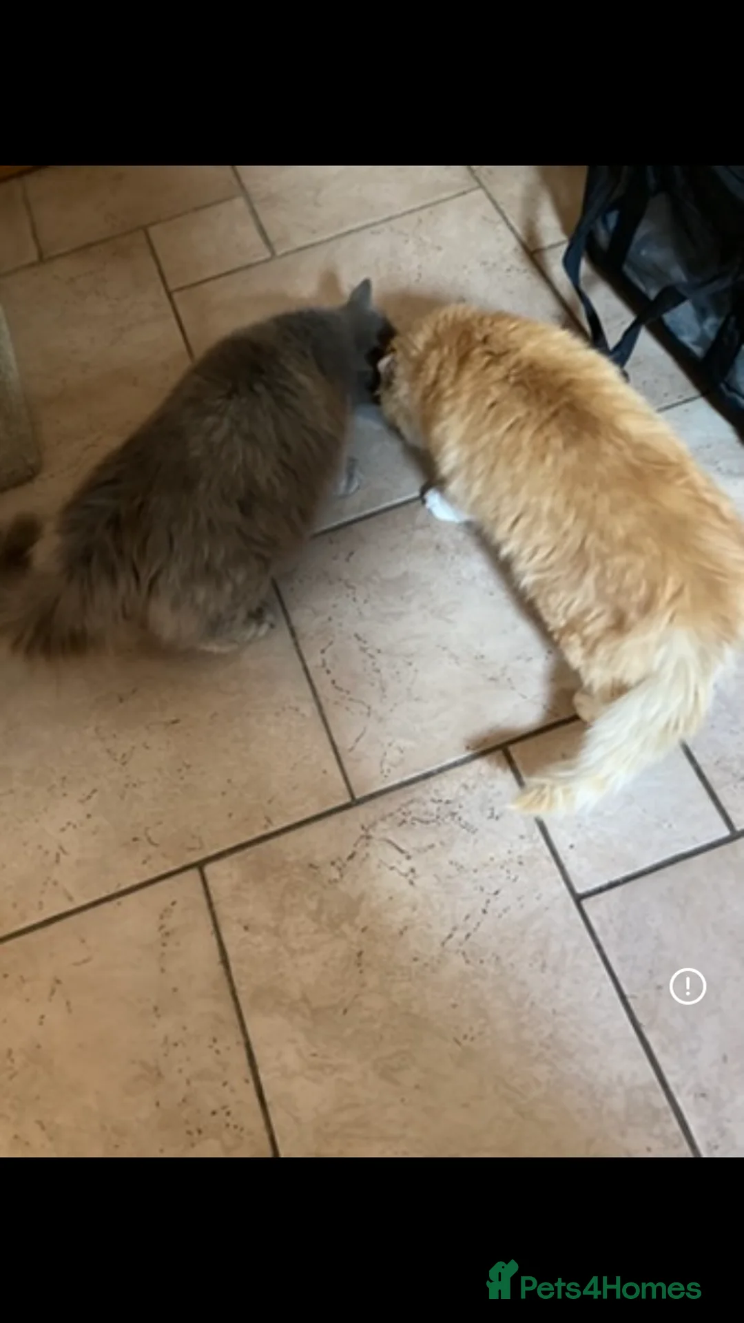 Mixed Breed cats for sale: Fluffy Kittens - Advert 2