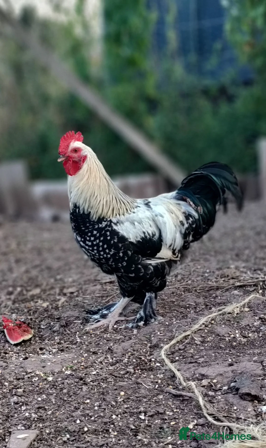 Chickens poultry for sale: Seven cockerels  - Advert 8