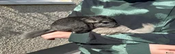 Chinchilla rodents for sale: Little Babies - Advert 5