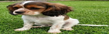 Mixed Breed 2