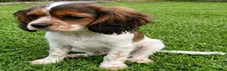 Mixed Breed dogs for sale: Three Roan Puppies Available  - Advert 7