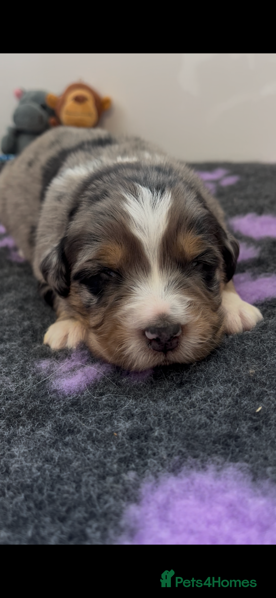 Mixed Breed dogs Australian Shepherd x Golden Retriever Merle&black - Advert 5