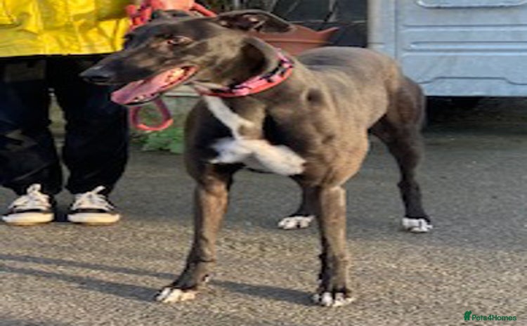 Greyhound dogs - Advert 1