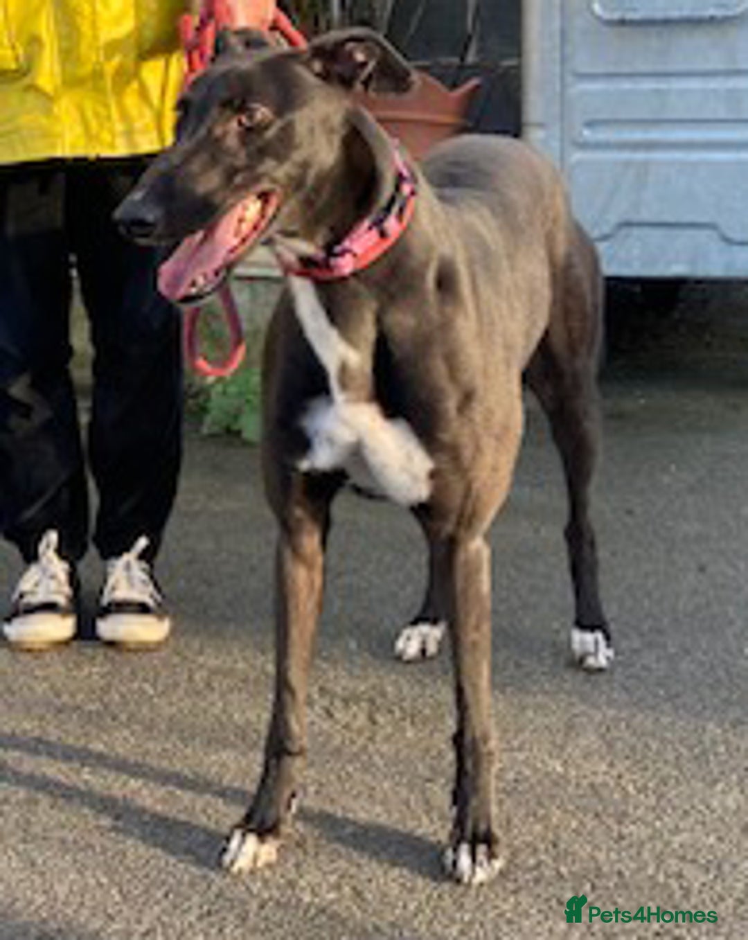 Greyhound dogs for adoption: Gorgeous young Tilly wants a loving forever home - Image 1