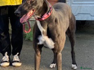 Greyhound dogs for adoption - Advert 1